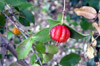 Eugenia uniflora, Cerise à côtes ou Cerisier de Cayenne